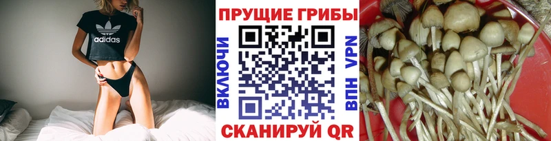 Псилоцибиновые грибы Psilocybe  mega зеркало  Канаш  купить наркотик 
